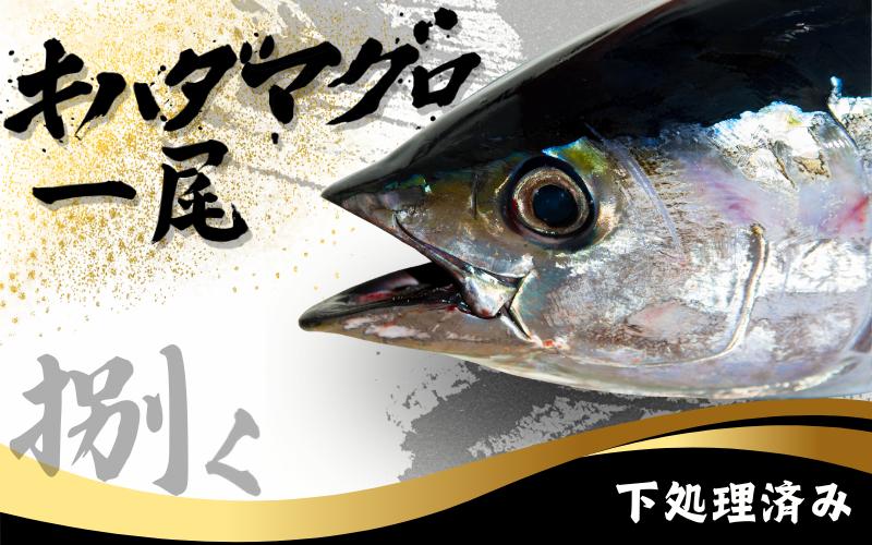 
            キハダマグロ 1尾 下処理済み 和歌山県すさみ町産 / 大容量 マグロ まぐろ 丸ごと 魚 捌く 鮪 海鮮丼 寿司 手巻き寿司 漬け丼 海鮮 海の幸 魚介 新鮮 刺身 和歌山 すさみ町 キハダマグロ 大容量 【scp123】
          