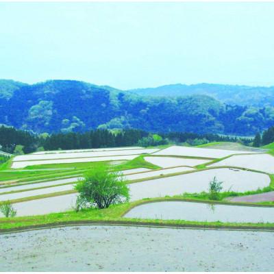 ふるさと納税 氷見市 令和7年産 氷見産コシヒカリ 寿5kg |  | 02