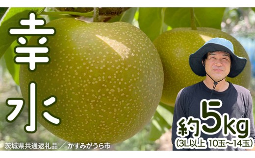 【先行予約】幸水 梨 約 5kg 10玉～14玉 【 茨城県共通返礼品 ／ かすみがうら市 】 なし 鈴木農園 産地直送 フルーツ 甘い 直送 茨城 限定 [ED003sa]