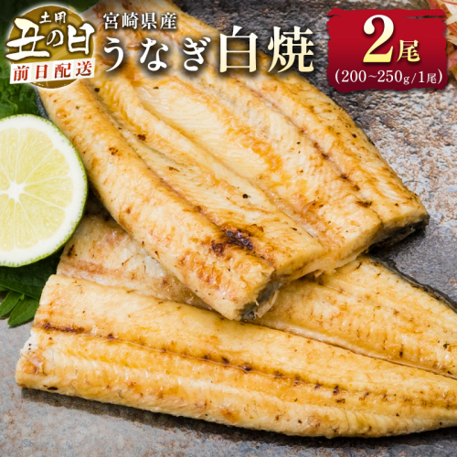 前日配送予約［土用丑の日］うなぎ白焼き 2尾 タレ付（200～250g/1尾あたり）※前日 7月25日お届け 国産 有頭 熨斗 贈答品 ギフト 配送日指定可【N45-A26】