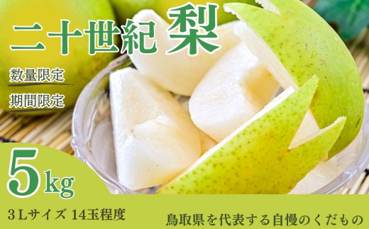 
                  【数量限定】二十世紀梨 5kg（3Lサイズ） 【倉吉産】梨 鳥取 梨 5kg 果物 フルーツ 和梨 先行予約 数量限定 詰め合わせ 二十世紀梨 20世紀梨
                