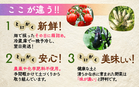 有機京野菜セットＬ 野菜 野菜 野菜 野菜 野菜