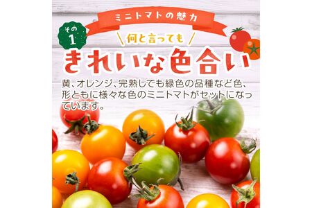 【3回定期便】京丹後産 大玉トマト・訳ありカラフルミニトマト（2026年5月中旬～発送）