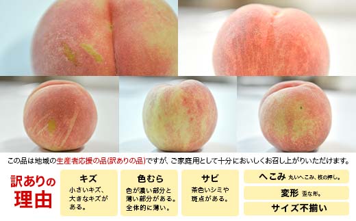 FYN9-830 ≪2026年先行予約≫ ご家庭用 山形県産 無袋(ムタイ) 黄金桃 約3kg( 7～13玉) 2026年8月中旬から順次発送 黄桃 黄色 桃 もも モモ 果物 くだもの 夏果実 フルーツ 訳あり 農業者支援 家庭用 自宅用 産地直送 山形県 西川町 月山