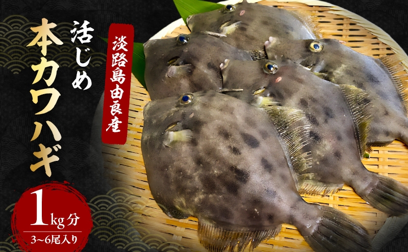 
                  本 カワハギ 3～6尾入り 1kg分 9月～1月配送（淡路島由良産/活じめ/下処理済み） 海鮮 鮮魚 冷蔵配送 兵庫県 洲本市 淡路島 [№5395-0018]
                