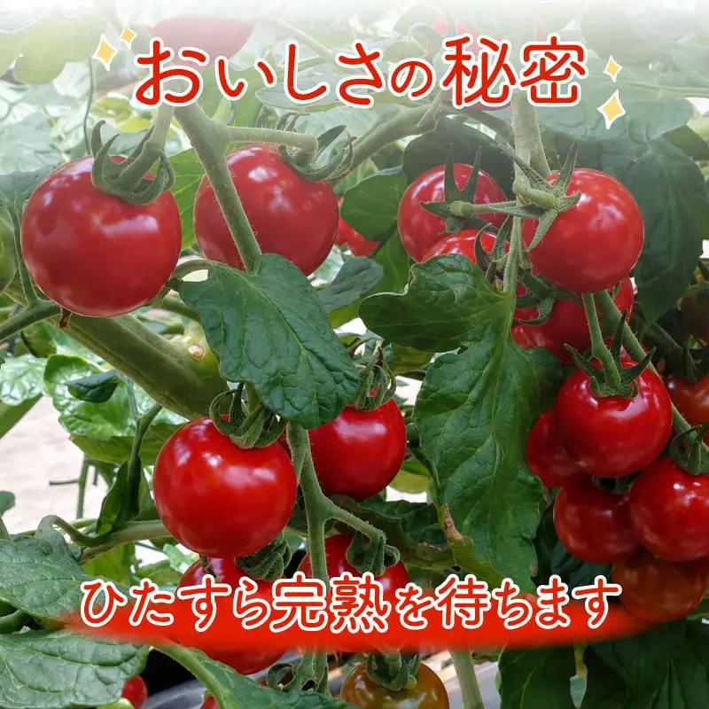 【定期便全6回】 フルーツミニトマト くれまるこ 1.2kg ミニトマト
