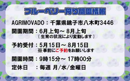 ブルーベリー狩り チケット 3名様 千葉県 銚子市 ふるさと納税 ブルーベリー フルーツ狩り フルーツ 果物狩り 果物 チケット ブルーベリー狩り ブルーベリー摘み 6月 7月 8月 AGRIMOVA