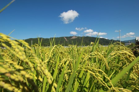 《令和5年産》4ヵ月連続でお届け!!「コシヒカリ(白米)」定期便 10kg×4回