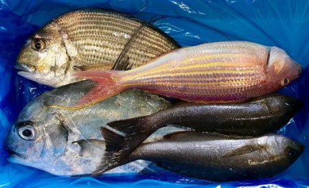 新鮮土佐魚の詰合せセットA
