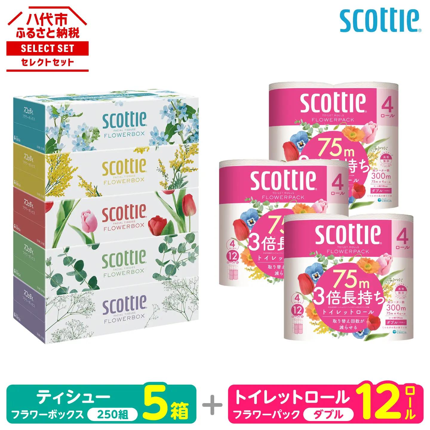 スコッティ トイレットペーパー ティッシュ 組み合わせ トイレットロール ダブル 12ロール ティシュー 5箱