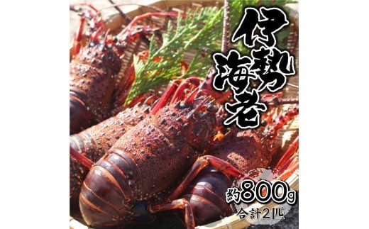 HRISR-80【先行予約】  ＜生冷凍・数量限定＞宮崎県串間産 天然伊勢エビ（約800g） 【合同会社Houryoumaru】