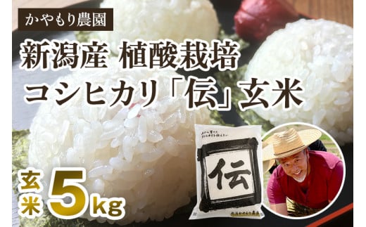 【令和7年産新米】新潟産コシヒカリ「伝」真空パック 玄米5kg 《9月下旬～順次出荷》 南麻布の高級料亭で提供される極上米 かやもり農園