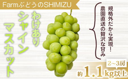 【先行受付2026年発送】わけありシャインマスカット約1.1kg（2～3房）｜清水農園 ※2026年9月上旬以降順次発送予定※月曜日、金曜日の発送はお休み　シャインマスカットシャインマスカットシャイン