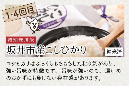 定期便 ≪6ヶ月連続お届け≫ 福井県発祥のお米 3種食べ比べ 5kg × 6回 計30kg (こしひかり・あきさかり・いちほまれ) 【 人気 品種 ブランド米 特A 】 [F-6166]