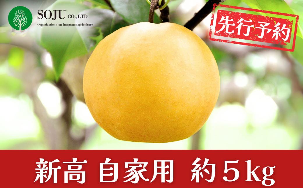 
                  先行予約 和梨 新高 自家用 約5kg 令和8年度 新潟県産 梨 [三条果樹専門家集団] 【010P060】
                