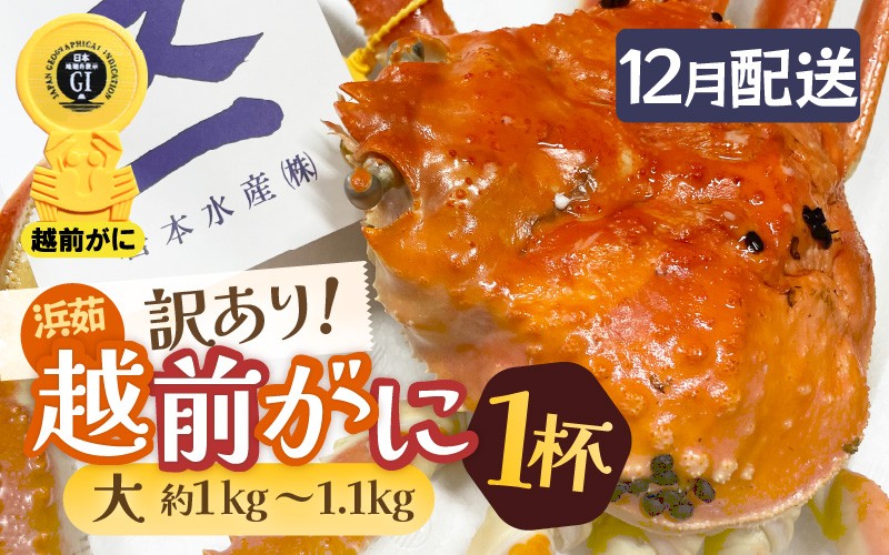 
            【訳あり】≪浜茹で≫越前がに 大サイズ（生で約1kg～1.1kg） × 1杯 越前蟹の印 タグ付きでお届け【足折れ 雄 ズワイガニ 越前ガニ 姿 ボイル 冷蔵 かに カニ 蟹 福井県】【12月発送分】希望日指定可 備考欄に希望日をご記入ください [e72-x004_12]
          
