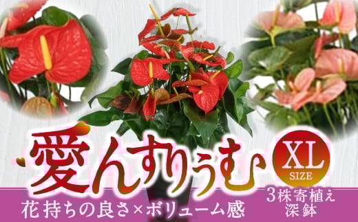 愛んすりうむ（アンスリウム） アンスリウム XL-深（3株寄植え／深鉢） 湖東フラワー 滋賀県 東近江市 D-B04 アンスリウム アンスリューム 観葉植物 鉢植え 花 プレゼント ギフト お祝い お供え インテリア フラワー グリーン リビング 玄関 飾り おしゃれ 手入れ簡単 長持ち 室内 贈答 滋賀県産 ボリューム 3株 4株 深鉢