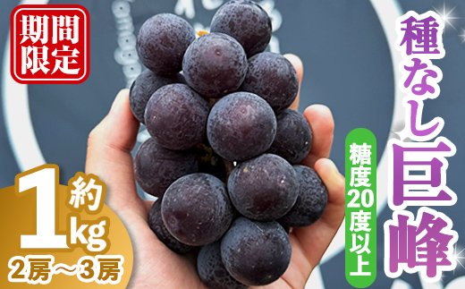 巨峰1kg［2～3房入り］ 種なし巨峰 ぶどう ブドウ 葡萄 フルーツ 果物 くだもの デザート 種なし 【奥久慈 まほろばの郷 ふれあい農園】【ho1522】
