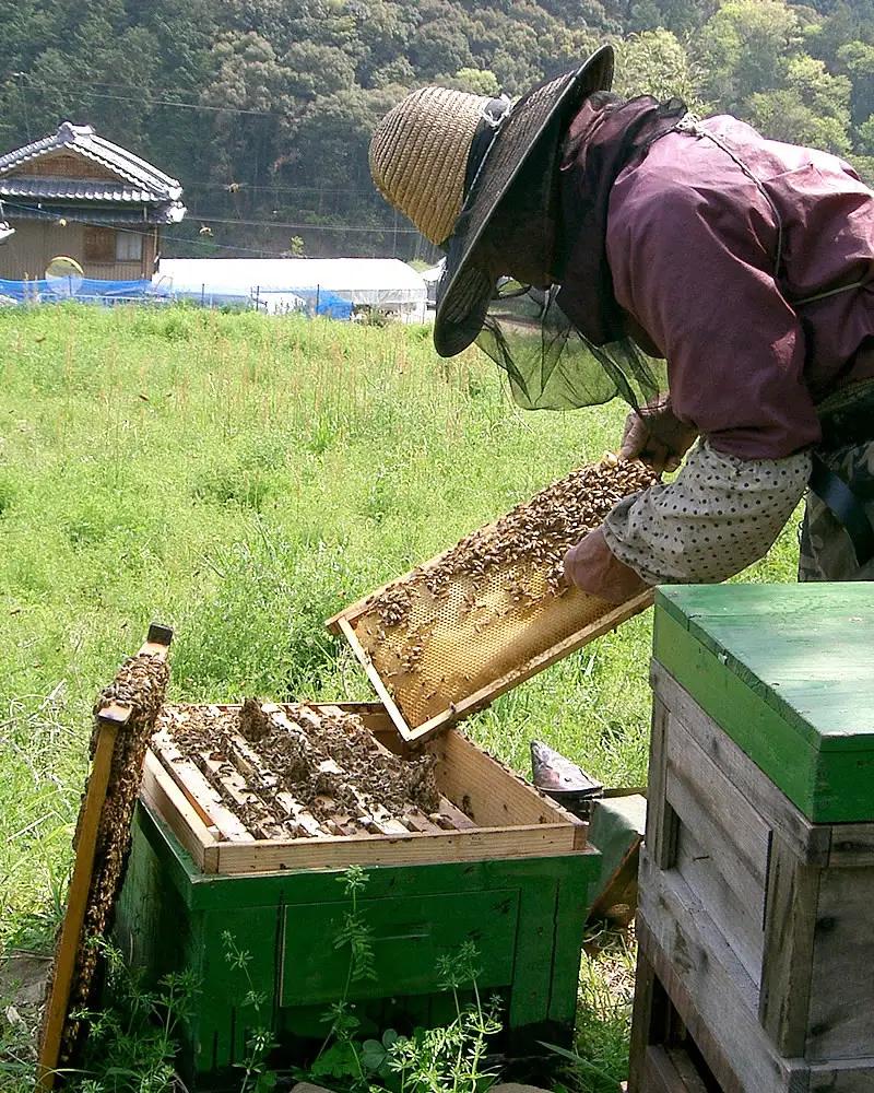 爽やかな香り広がる ぶんたん山の蜂蜜 360g×1本 高知県土佐市 【株式会社SHIRAKI】 [BQAI057]