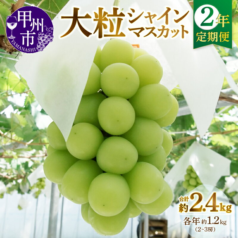 【ふるさと納税】 フルーツ 定期便 2年 シャインマスカット 約1.2kg 2房～3房 大粒 種無し 2回 2025年発送 2026年発送 8月 9月 10月 発送 期間限定 ぶどう 果物 くだもの 果実 ギフト 贈答 山梨県 甲州市 社員マスカット （MG） 【C2-495】