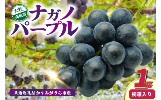 ナガノパープル桐箱入り1房　県内共通返礼品:かすみがうら市産 (BR163)
