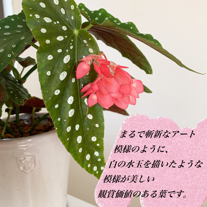 花郷園オリジナル品種。