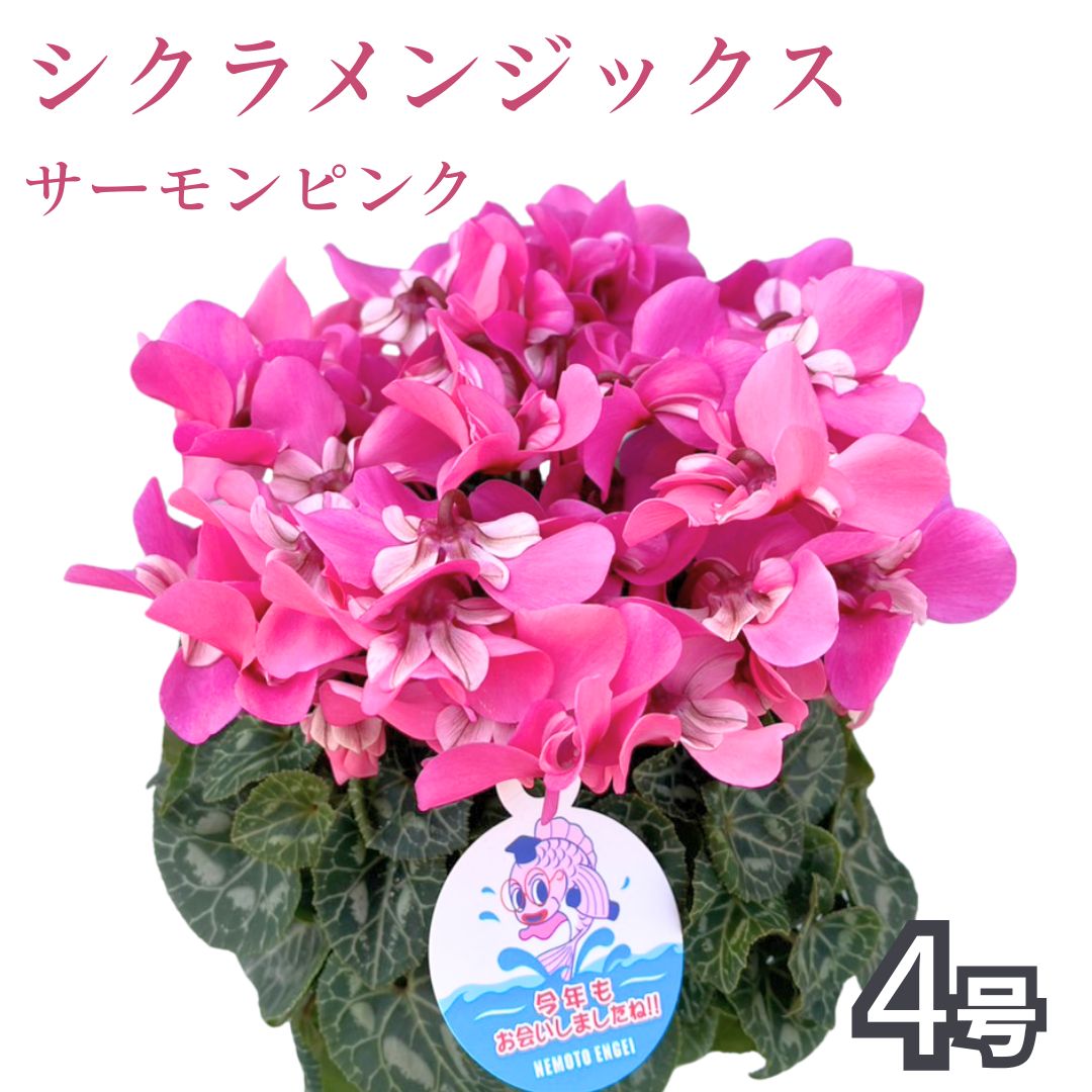 【先行受付】シクラメン ジックス サーモンピンク 4号｜花 花苗 鉢植え【53850-003-04】