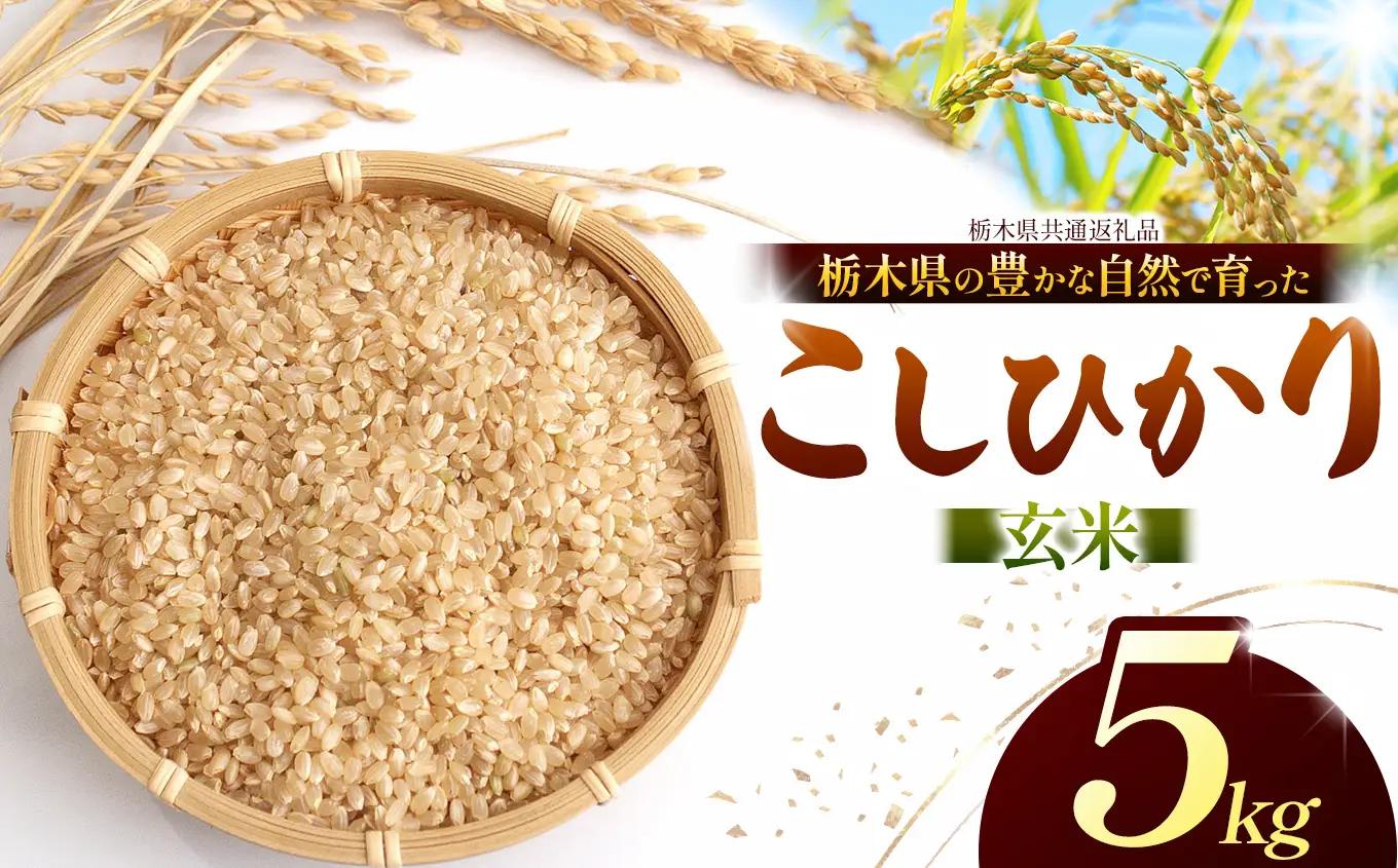 【栃木県共通返礼品】【令和８年度産】コシヒカリ 5kg お米  米 | 栃木県 那珂川町 送料無料