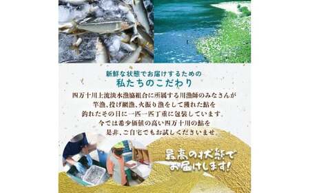 【生鮎解禁】四万十川上流の天然釣り鮎 1.3kg（冷蔵6～22尾）着日指定不可 あゆ アユ 塩焼き 鮎 Esj-33k 