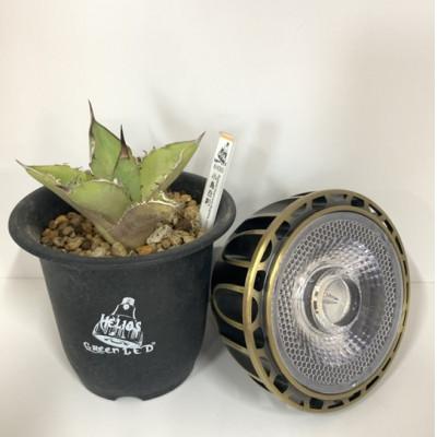 ふるさと納税 春日部市 お部屋の癒やし観葉植物アガベ(小島白刺)と植物育成ライト(ヴィンテージ)の2点セット