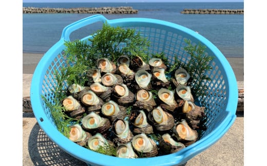 サザエ 3kg 入り 新鮮 海鮮 海産物 魚介 魚貝 サザエ 栄螺 貝 刺身 刺し身 お造り つぼ焼き グリル BBQ バーベキュー キャンプ 夏 ギフト 贈り物 志摩産 特選 三重 志摩 伊勢志摩 30000円 3万円 三万円