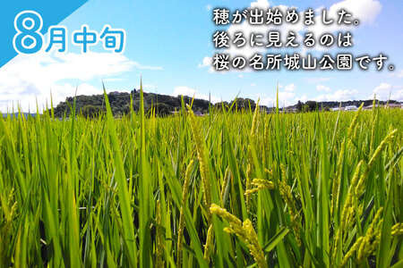 ★令和6年産★ ささしぐれ 10kg (精米)  | 希少品種 お米 おこめ 精米 ササシグレ 無農薬 無肥料 安心 あっさり食感 冷めてもおいしい (DE007)