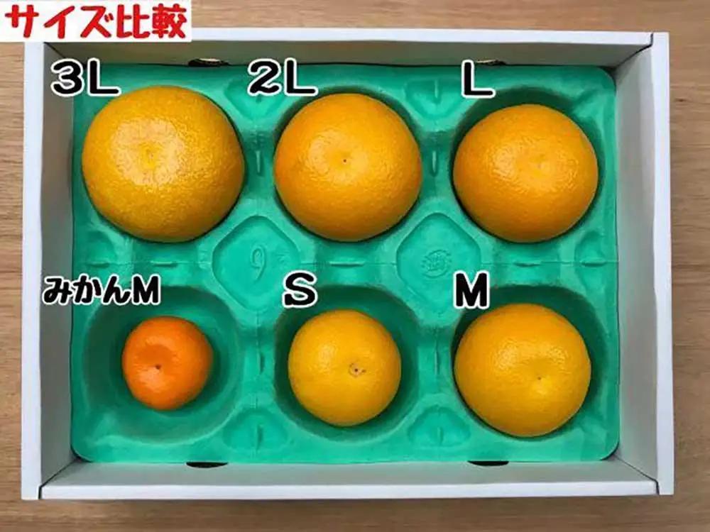 手詰め 有田 はっさく 大玉 2L サイズ × 4玉入 ちょっと 傷あり 小箱 南泰園 みかん
