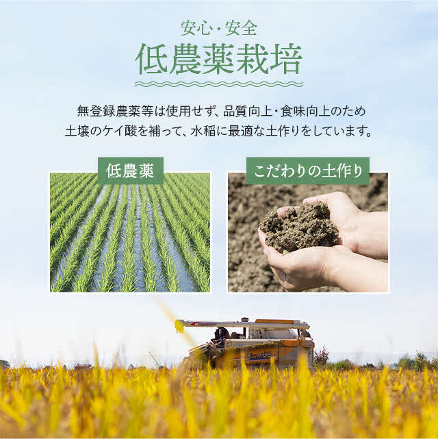 新米先行予約【2024年産】久保農園　ななつぼし　精米5kg