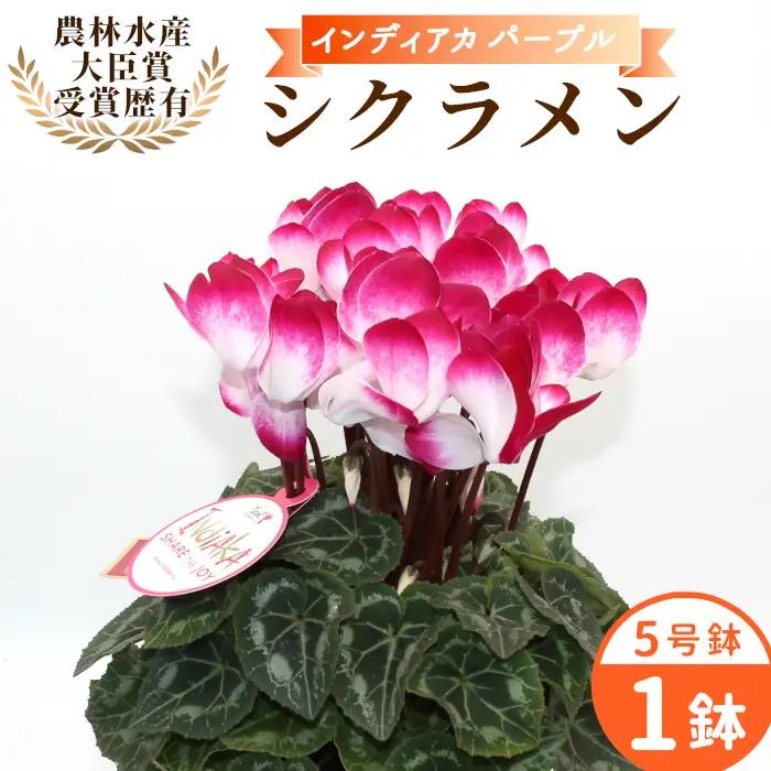 《予約品》シクラメン インディカ 色：パープル 農林水産大臣賞受賞歴あり 愛知県産 シクラメン ５号鉢  花  プレゼント 贈り物 鉢花 鉢 ガーデン ガーデニング 愛知県産 クリスマス  -271