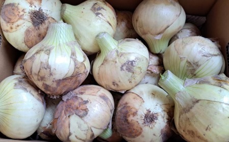 【野菜ソムリエサミット金賞】淡路島新玉ねぎ10kg【仲田青果の淡路島いち玉ねぎ】　◆配送3月上旬～5月下旬