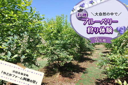 有機ブルーベリー狩り体験2名様（浜田市弥栄町「やさかファーム阿郷の里」） 【208_0002】