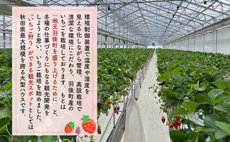 秋田県 羽後町産 訳あり いちご 品種指定不可 200g×2パック 端縫いシルクインナー入り　[ いちご 苺 イチゴ フルーツ 果物 ]