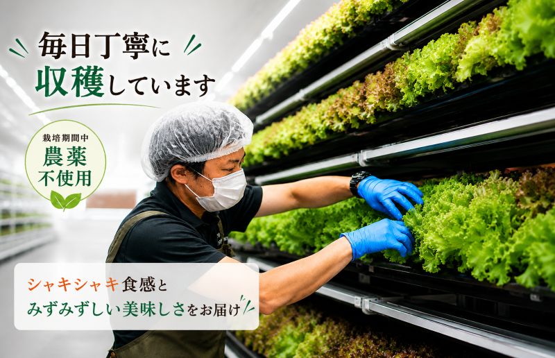 【朝採れ発送】ごちそうレタス 3種食べ比べセット（8袋・栽培期間中農薬不使用） 099H2937