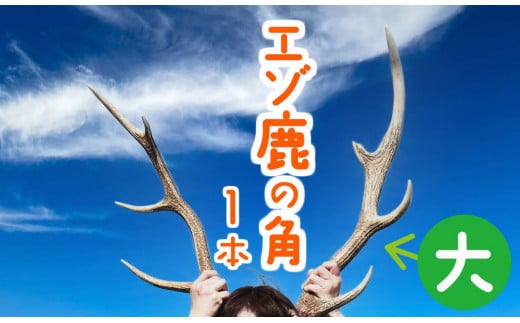 エゾ鹿の角　大1本（北海道・しか・シカ・しかのこ・コスプレ・工作・手作り・DIY・自由研究・自然・キャンプ・アクセサリー）