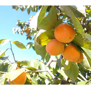 【南信州高森産】市田柿発祥の里 高森町の市田柿 200g×4パック 化粧箱入り