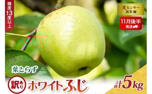 【2025年11月後半発送】【訳あり】葉とらずホワイトふじ5kg