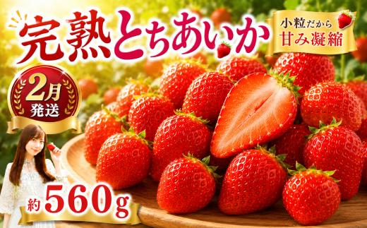 いちご【先行予約／2月発送】いちご 小粒 とちあいか 約560g （280g×2パック） | いちご イチゴ 苺 ストロベリー itigo ichigo strawberry 果物 くだもの フルーツ 完熟 ブランドいちご ふるさと納税いちご  いちご イチゴ 苺 人気 おすすめ  産地直送 旬 国産 ギフト プレゼント 贈り物 取り寄せ 果物 フルーツ 苺 イチゴ 栃木県 真岡市 送料無料