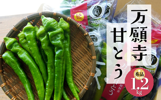 【夏発送】 万願寺甘とう 1.2kg 【 国産 旬 季節の野菜 詰め合わせ 京のブランド産品 京野菜 万願寺 まんがんじ 野菜 夏野菜 化粧箱 贈答 贈り物 ギフト 贈り物 お土産 手土産 JA 京都 綾部 】-[ja3]