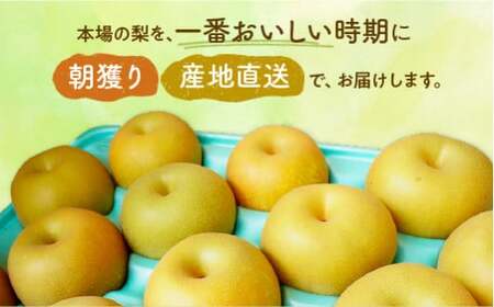 ※先行受付※【新高3kg】かまがや育ちの完熟梨（梨業組合）