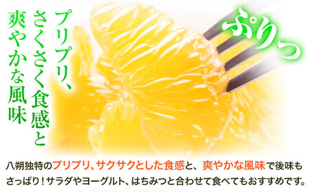 〈先行予約〉【産直】和歌山由良町産の木成り熟成八朔 約10kg（L-4Lサイズおまかせ）厳選館 《2026年3月中旬-5月中旬頃出荷》和歌山県 日高川町 柑橘 八朔 熟成 はっさく ハッサク