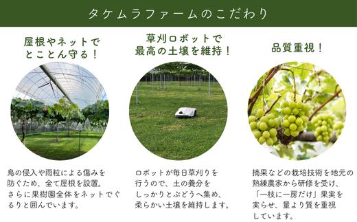 TK31-26A 【先行予約】 ぶどう2種セット （ナガノパープル・クイーンルージュ®） 約2kg ／ 2026年9月中旬～10月中旬頃 配送予定 // 長野県 南信州 種なし 葡萄 セット ナガノパ