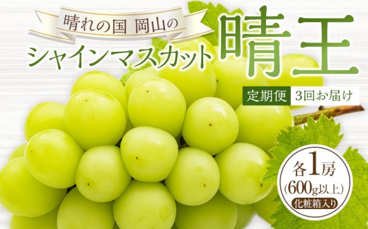 
                  定期便3回 ぶどう 2027年 晴れの国 岡山の シャイン マスカット 晴王 ×3回！(各1房) 葡萄 岡山県産 国産 フルーツ 果物 ギフト
                
