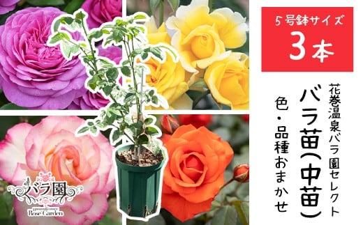 【3本セット】花巻温泉バラ園で育ったバラ中苗 5号サイズ　【2328】