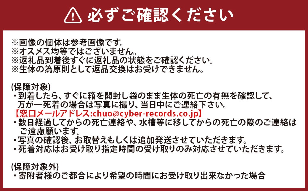 ラメミックスメダカ 6匹